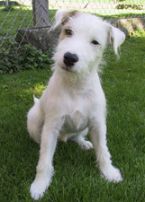 Parson Russell Terrier Zucht