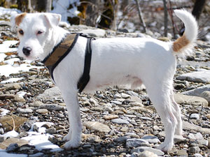 Parson Russell Terrier Zucht