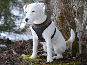 Parson Russell Terrier Zucht