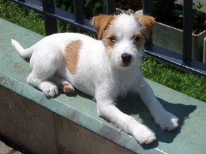 Parson Russell Terrier Zucht