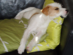 Parson Russell Terrier Zucht