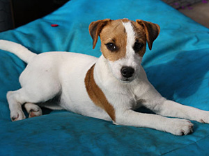 Parson Russell Terrier Zucht