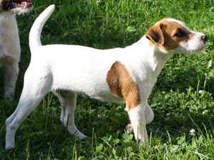 Parson Russell Terrier Zucht