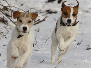 Parson Russell Terrier Zucht