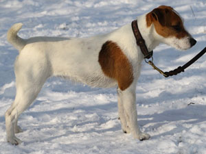 Parson Russell Terrier Zucht